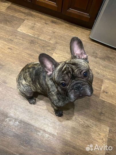 Собака для вязки