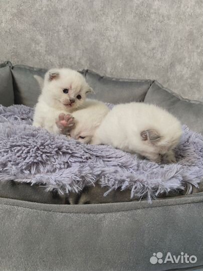 Шотландские вислоухие котята