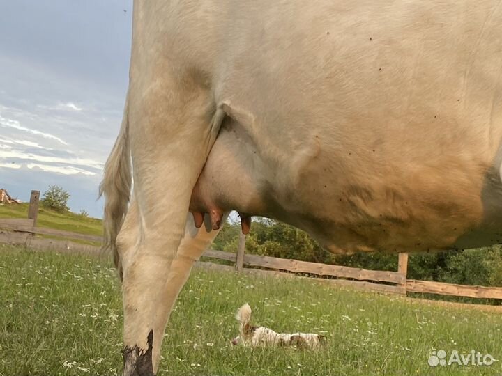 Телка стельная