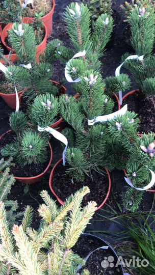 Сосна чёрная Орегон Грин, Пирамидалис