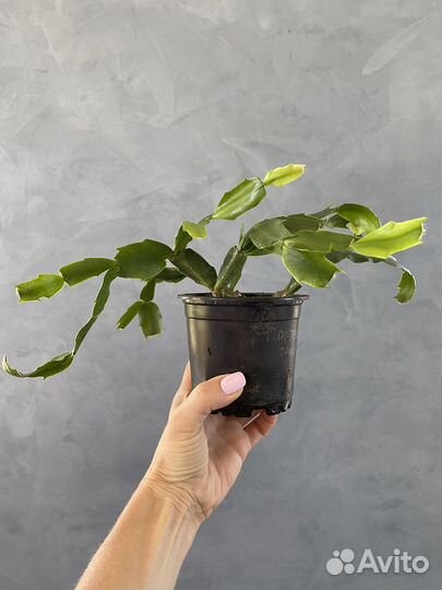 Декабрист шлюмбергера