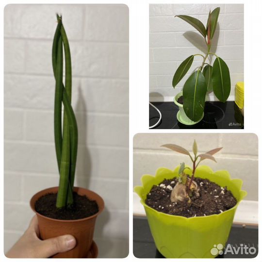 Фикус каучуконосный 53 см