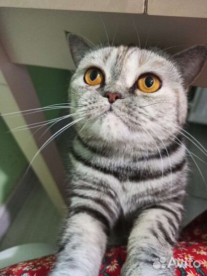 Мраморная британская кошка