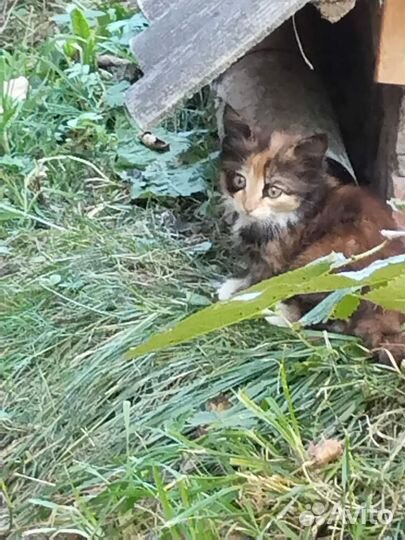 Котята в добрые руки бесплатно