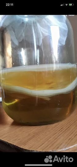 Чайный гриб