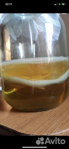 Чайный гриб