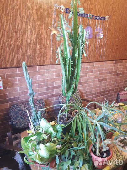 Домашние цветы