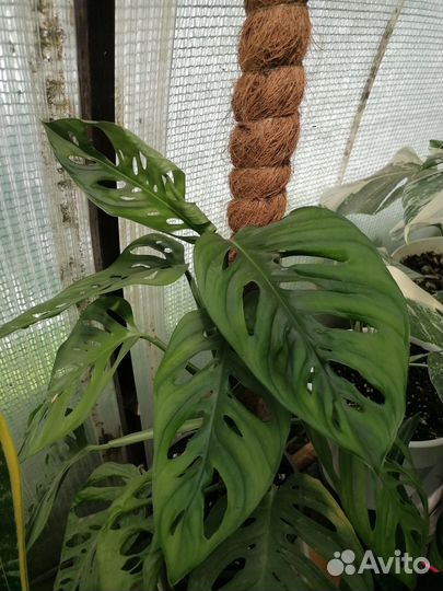 Комнатные цветы в большом ассортименте