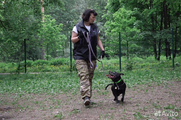 Дрессировка собак. Кинолог. Москва- Тушино