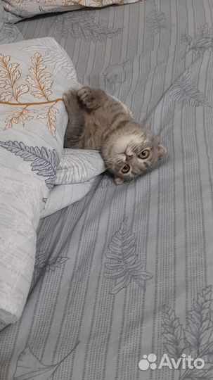 Британская кошка