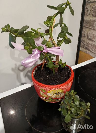 Толстянка-крассула