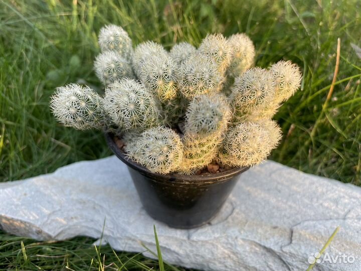 Суккуленты за 100 - 2 серия