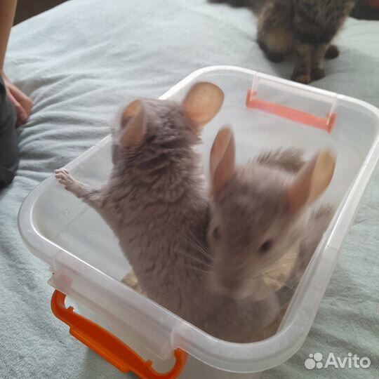 Шиншиллята