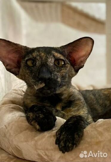 Кошка 1,5 года