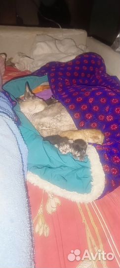 Сфинкс помесь