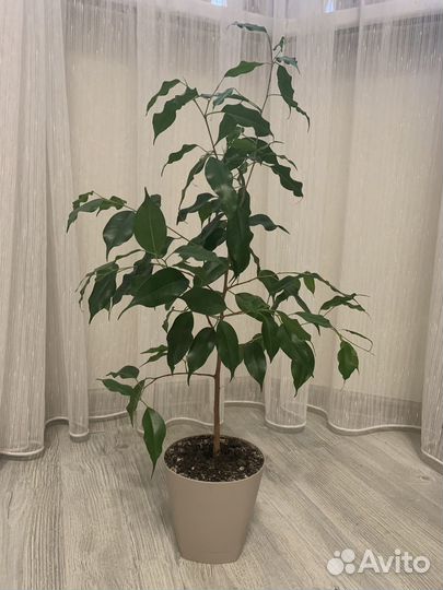 Фикус Бенджамина