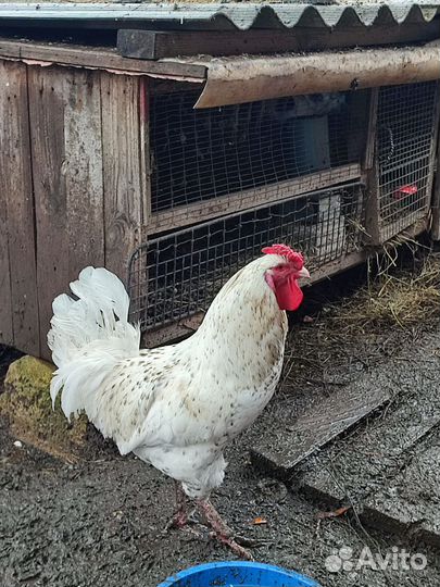 Цыплята несушки