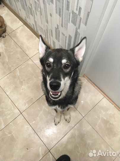 Продается собака