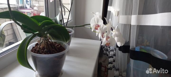 Продам орхидею