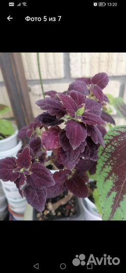 Кактус, бальзамин, колеус