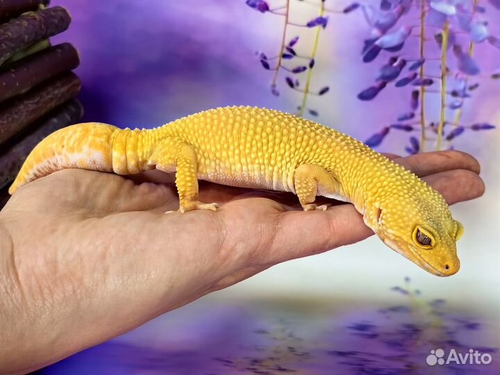 Эублефар самка Sunglow та ручная