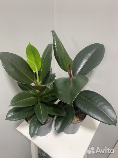 Фикус каучуконосный эластика