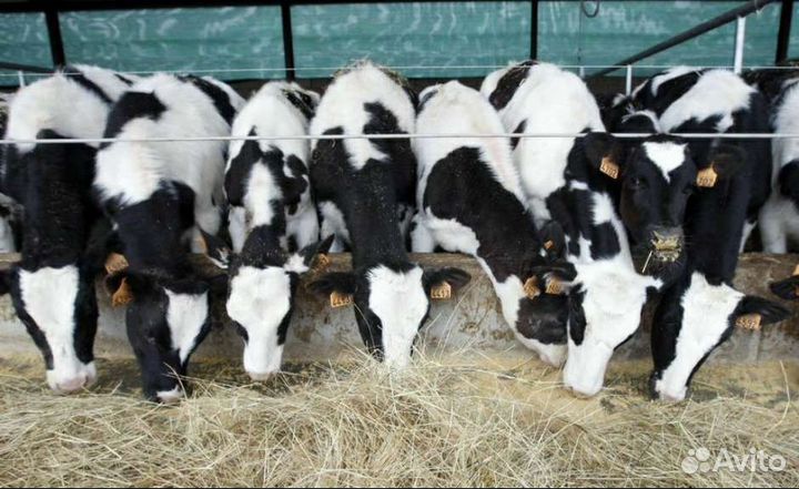 Холмогоры Голштины Бычок Теленок Телки