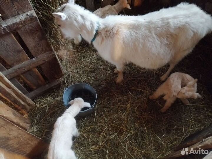 Козы козлята