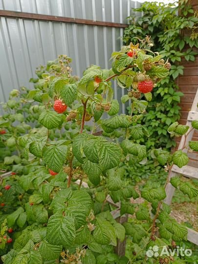 Ремонтантная малина