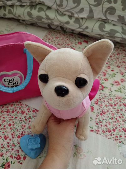 Собака Chi Chi love