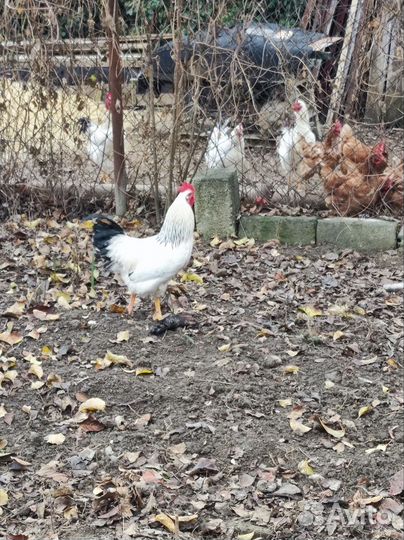 Молодые петухи