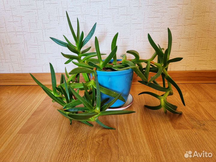 Карпобротус