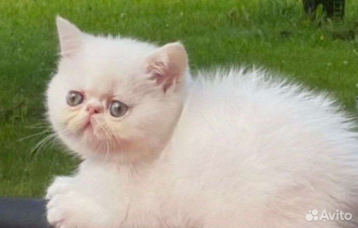 Экзотическая