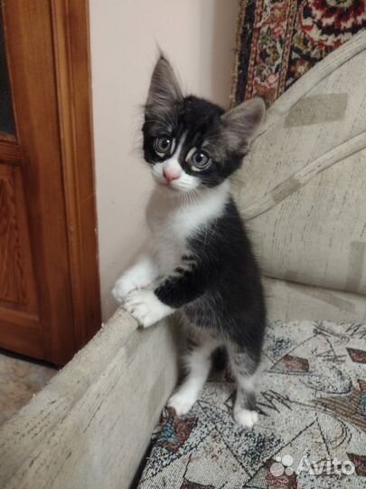 Котята 2 месяца