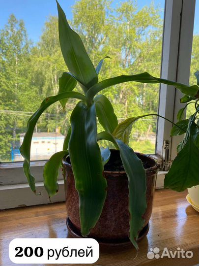 Комнатные цветы