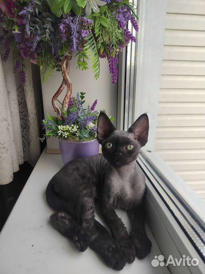 Девон Рекс девочки
