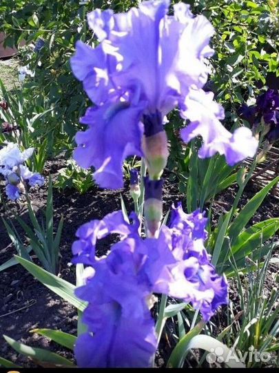 Ирисы бородатые