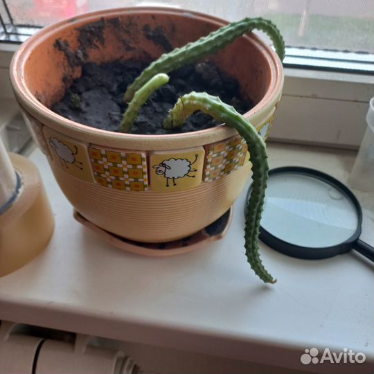 Кактус без колючек