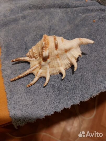 Ракушка Лямбис скорпиус