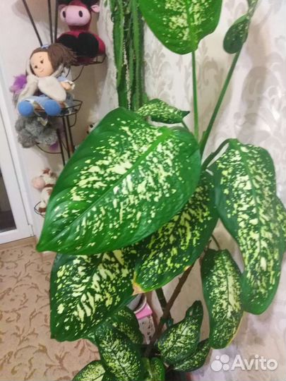 Диффенбахия