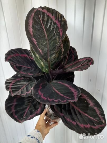 Калатея чёрная принцесса