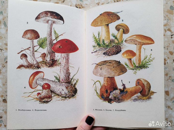 Грибы на вашем столе (цветные иллюстрации)