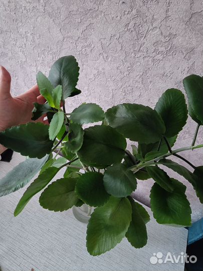 Каланхоэ лечебное