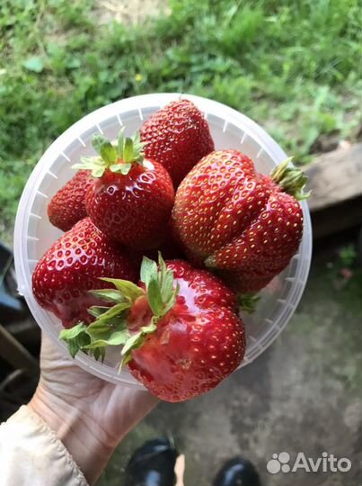 Земклуника Купчиха, земляника саженцы