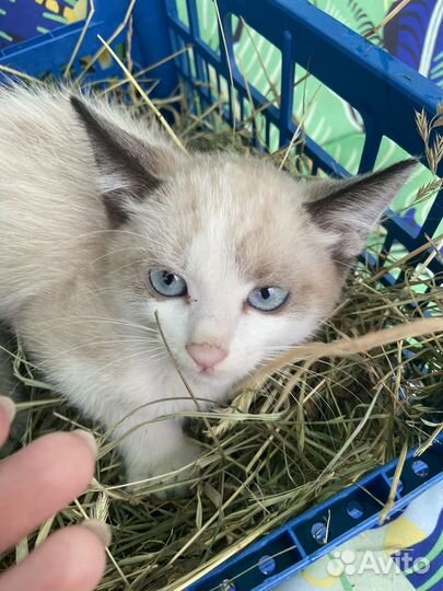 Котята ищут дом