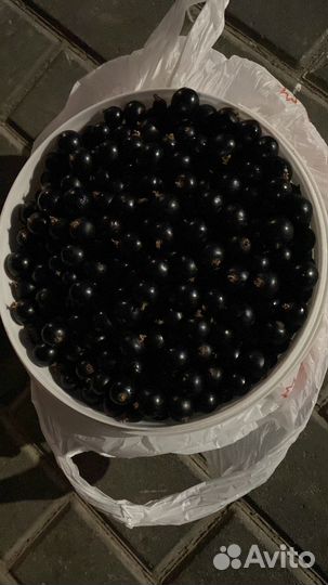 Черная смородина ягода свежая