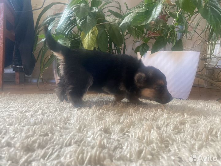 Щенки кавказской овчарки иркутская область
