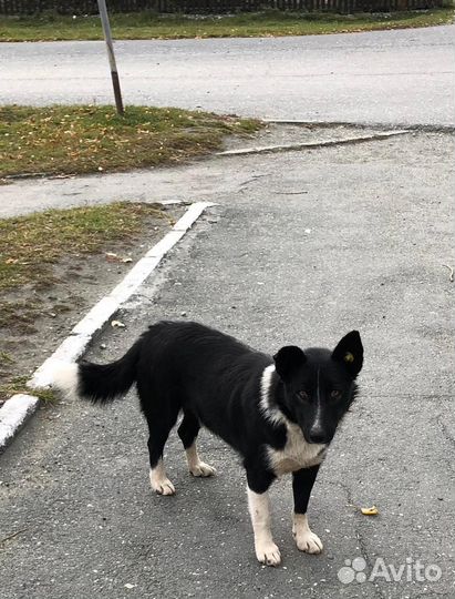 Собака в добрые руки