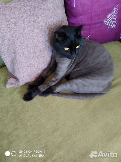 Стрижка кошек и собак