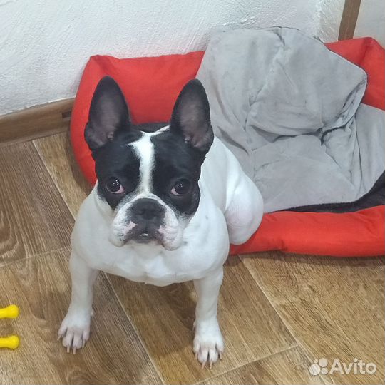 Французский бульдог, девочка